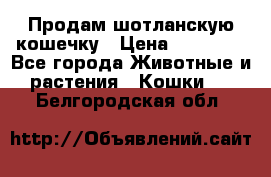 Продам шотланскую кошечку › Цена ­ 10 000 - Все города Животные и растения » Кошки   . Белгородская обл.